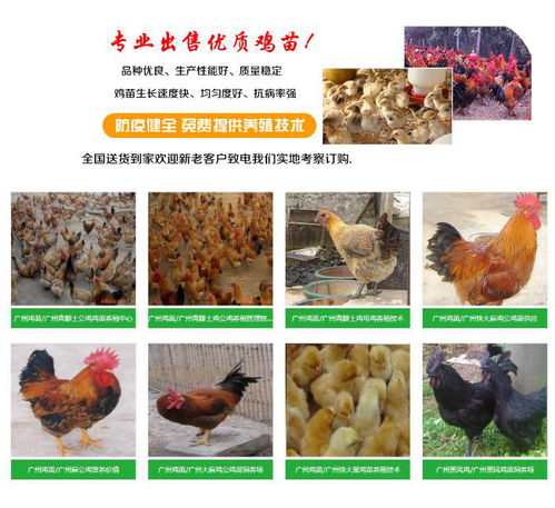 豐盛雞苗孵化廠 專業孵化雞苗與鵝苗的優質市場供應商