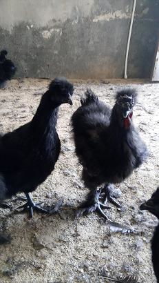 黑鳳烏雞雞苗供應(yīng)信息