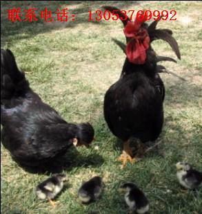 廣西元寶雞雞苗價(jià)格與種雞場(chǎng)介紹