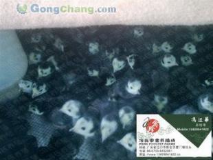 供應(yīng)馮氏養(yǎng)殖場(chǎng)火雞苗價(jià)格與廠家信息