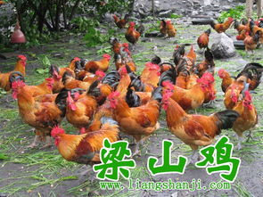 酉陽(yáng)土雞苗、梁山青腳土雞苗與鵝苗的特色與養(yǎng)殖前景