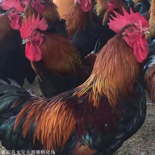黑瑤雞苗與血毛土雞苗批發價格解析 抗病力強是亮點，鴨苗市場動態