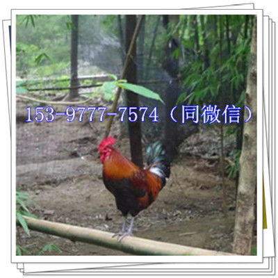大荔西瓜行情與優質鴨苗供應商指南