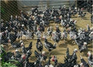 內蒙古貴妃雞苗與鵝苗 鄂爾多斯、呼倫貝爾地區優質禽苗資源概覽