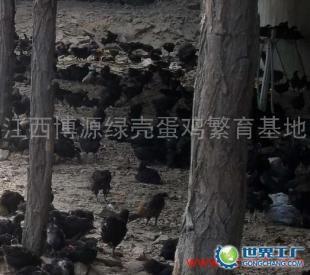 供應江西博源綠殼蛋種雞苗孵化直銷廠 優質種苗，助力農業發展