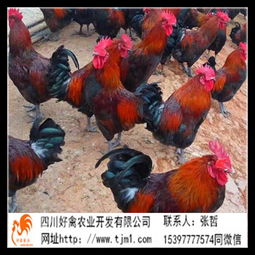 孵化場雞苗報價與廠家選擇指南