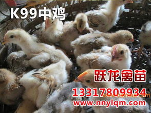 黔西南雞苗與廣西實(shí)惠的貴州雞苗 生產(chǎn)、價(jià)格及選購(gòu)指南