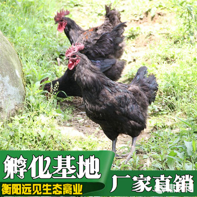 黑雞公雞苗與黑鳳土雞苗、鴨苗批發(fā)市場(chǎng)分析