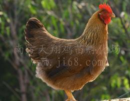 一站搞定 如何高效找到雞苗求購(gòu)供應(yīng)、批發(fā)與價(jià)格信息