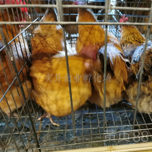 養(yǎng)殖機(jī)遇 探尋合肥雞苗價(jià)格與云南雞苗低價(jià)批發(fā)市場(chǎng)