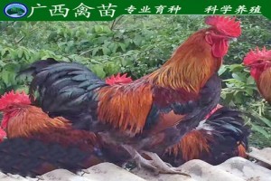 紅公雞苗與鵝苗 養(yǎng)殖新手如何選擇合適的家禽苗種